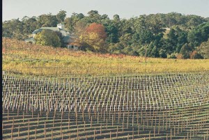 gruner veltliner hahndorf hill winery