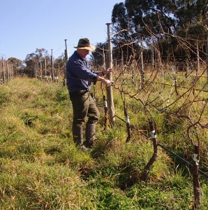 Pruning Gruner Veltliner