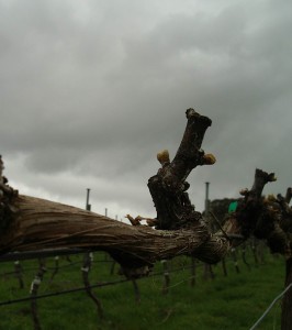 gruner veltliner at Hahndorf Hill winery