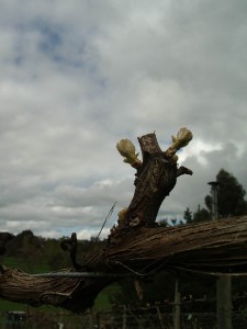 Gruner Veltliner at Hahndorf Hill Winery in the Adelaide Hills