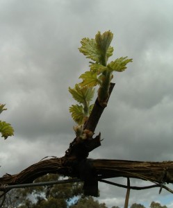 Gruner Veltliner first shoots at hahndorf hill winery in the Adelaide Hills