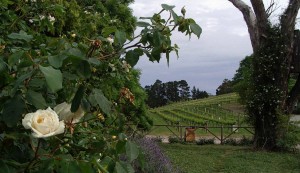 Hahndorf Hill and Blaufrankisch and roses