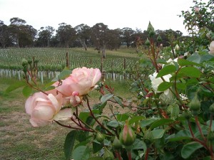 Hahndorf Hill Gruner Veltliner and roses