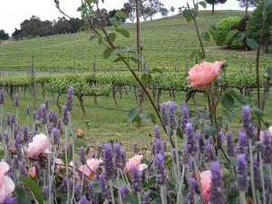 Hahndorf Hill Sauvignon Blanc and roses