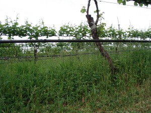 Biodynamic vineyard at Hahndorf Hill 