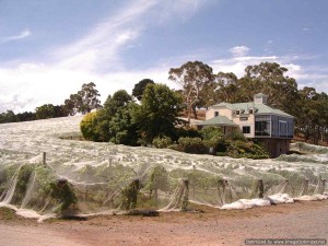 Hahndorf Hill gruner veltliner under netting