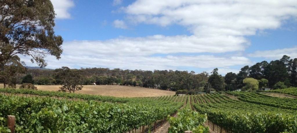 Gruner Veltliner at Hahndorf Hill Adelaide Hills