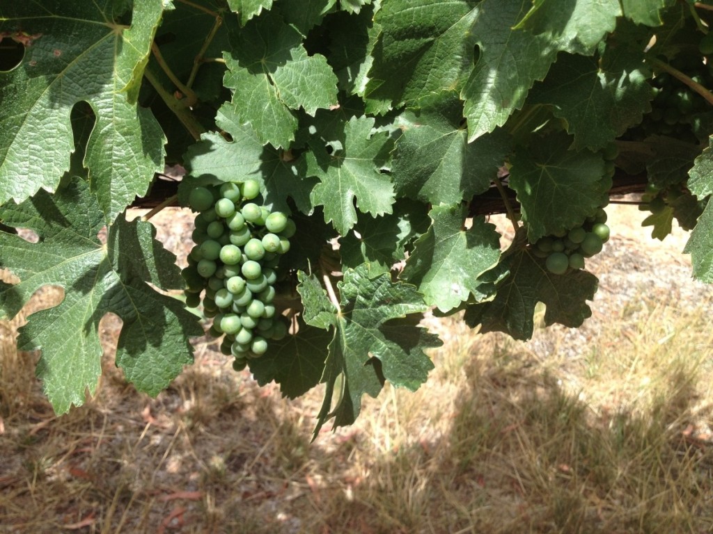 Gruner Veltliner bunches Hahndorf Hill