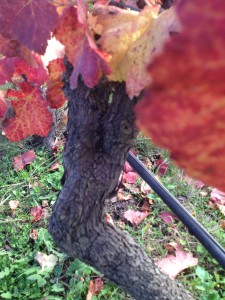 Blaufrankisch vine at Hahndorf Hill in the Adelaide Hiulls Wine Region