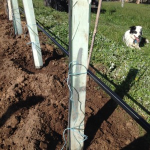 St Laurent vines at Hahndorf Hill - friends of Gruner Veltliner