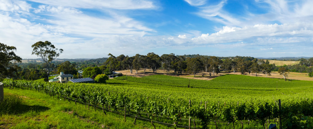 Hahndorf Hill Gruner Veltliner Blaufrankisch